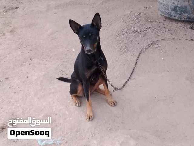 عبد الله لبيع كلبه