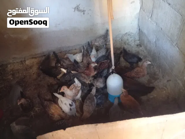 فراخ جاج للبيع