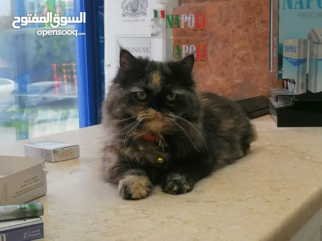 قطه للبيع الموقع سوق الجمعة عراده