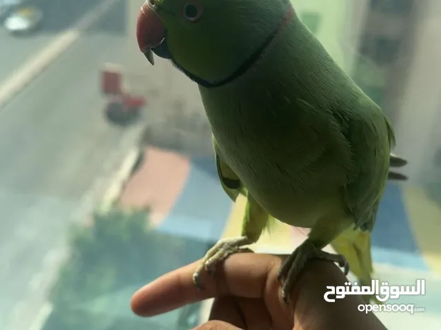 بغبغاء دره