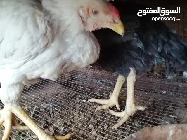 بسم الله الرحمن الرحيم متوفر دجاج مشكل نخب إقراء الوصف