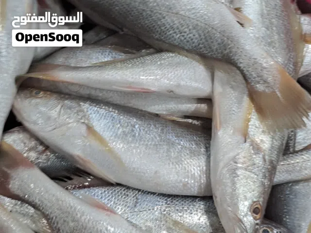 أسماك طازجة يوميا من التجربة الاولي أبوبدر للأسماك الطازجة تنضيف وتوصيل مجاني