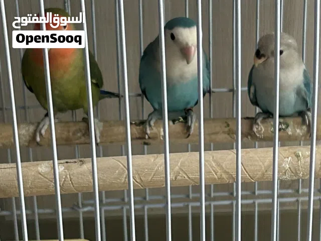 طيور للبيع