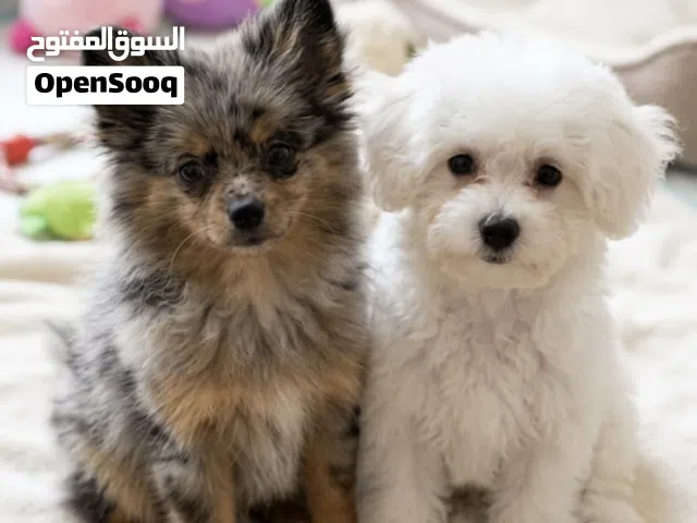 Bichon and pom بيشون فريز و بومرينين    يحبون يلعبون ويوصخون ع البادز  الواحد2500وقابل التفاوض للجاد