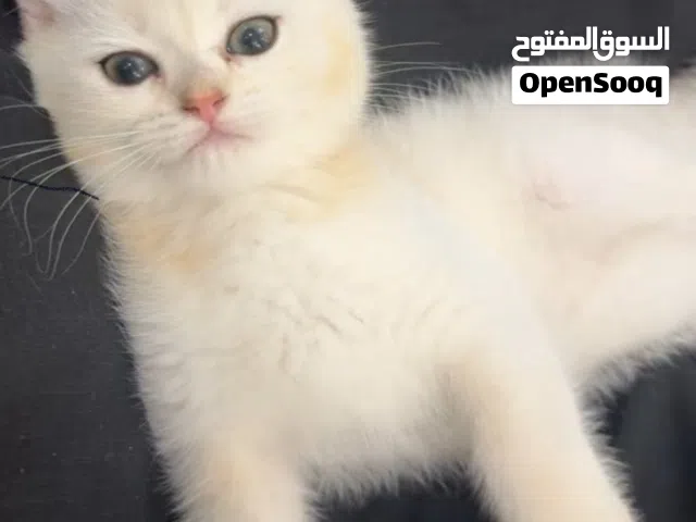 قط برتش مميز و نادر
