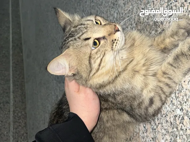 قط شيرازي امريكي للتبني