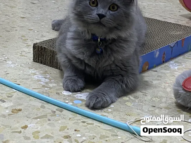 قط ذكر مكس شانشيلا وسكوتش فولد عمره 3شهور مع كل اغراضه لتر بوكس و 3 اكياس رمل وسرير للقط وسنارة لعبة