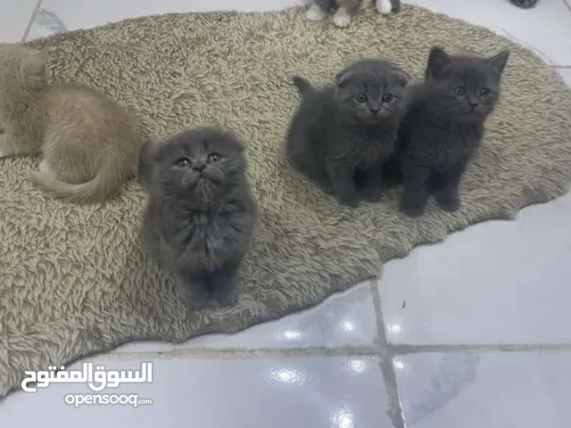 قطط فولد و ستريت بيور