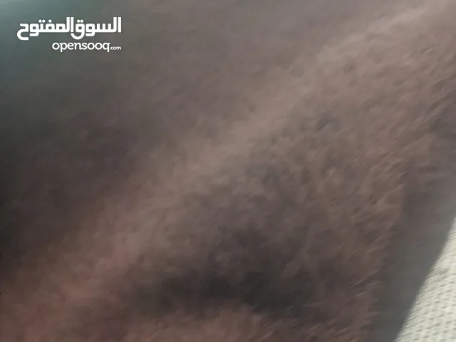 سجاد بني للبيع