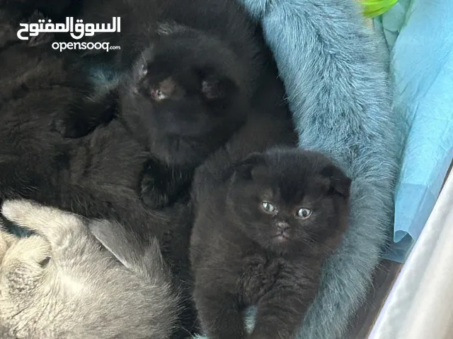 British & Scottish fold kittens