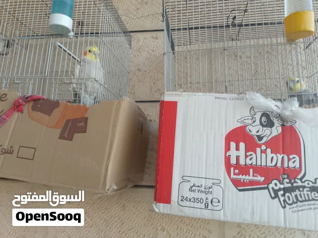 ببغاء عدد 2 للبيع
