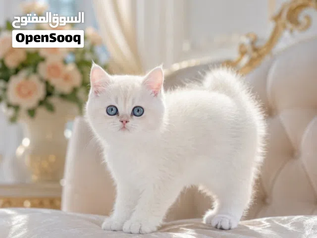 كتن سكوتش جميله/ A cuty Scottish kitten