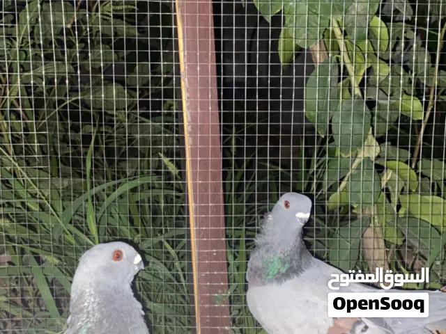 جوز شغالات 100٪ + خمس فراخ + فحل هزاز للبيع بسعر حرق اقرء الوصف