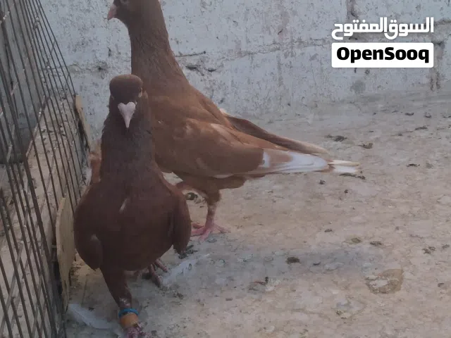 السعر داخل الوصف او البدل على صيصان جاج بلدي