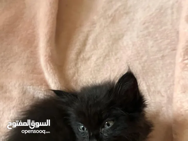 قط هملايا * شيرازي عمر شهر ونص