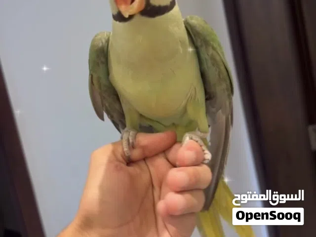 نيبالي ذكر اليف