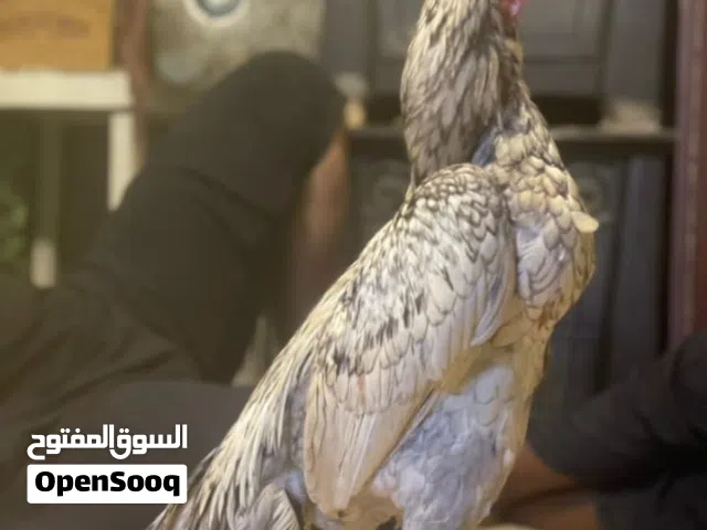دجاج بكستاني
