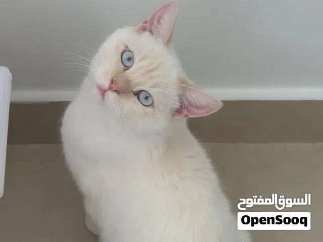 ذكر بريتش