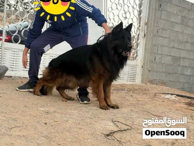 متاح جراء لونق هير أبناء توباك  العمر 30 يوم  بكامل التحصينات ودفتر صحي  صحة ممتازة ومواصفا