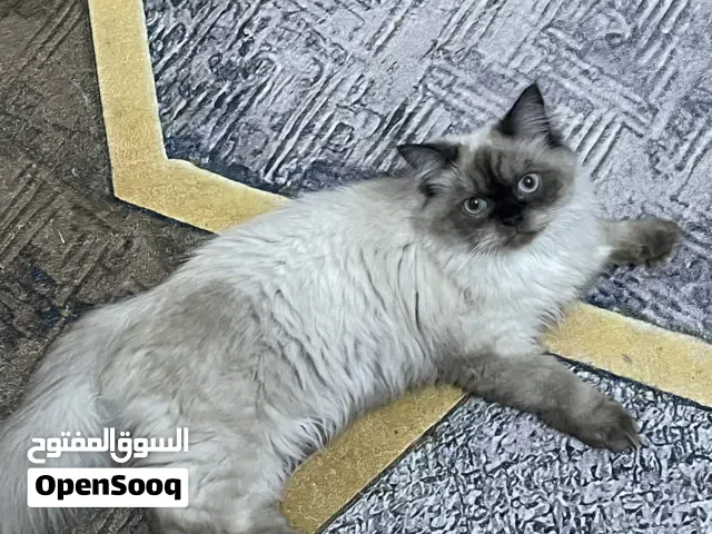 قط هملايا عمر سنة