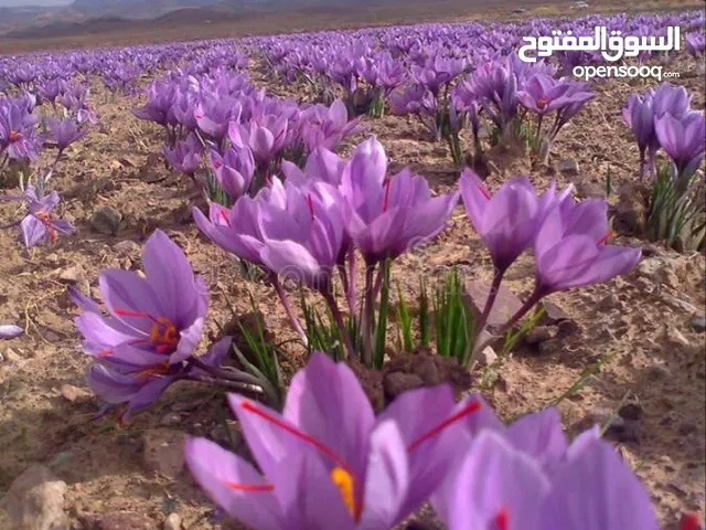 زعفران إيراني أصلي فاخر لون قوي • رائحة مميزة • توصيل مجاني