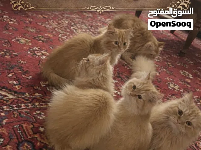 قطط لتبني عمر 4 أشهر و6 أشهر