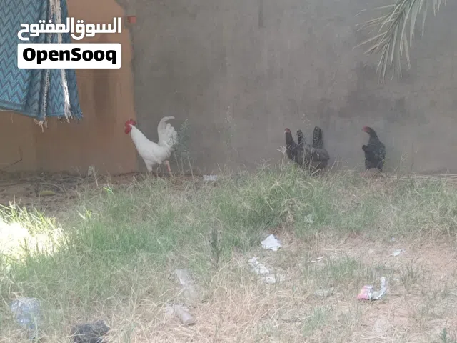 دجاج  للبيع يدحي وان مشأ الله العدد 3وديك
