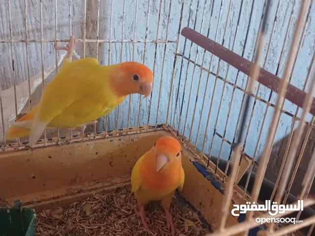 متاح كوبيه روز فل اورنج