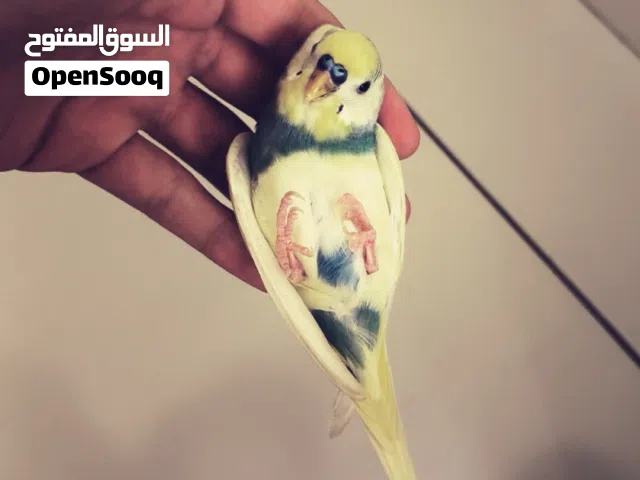 زوج بادجي مروضين