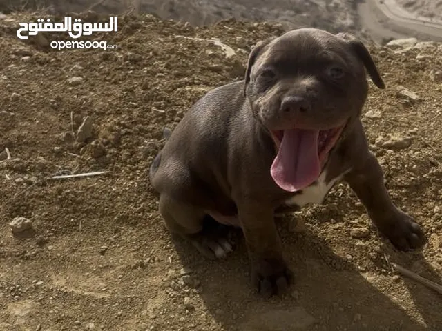 جرو بيتبول بيور