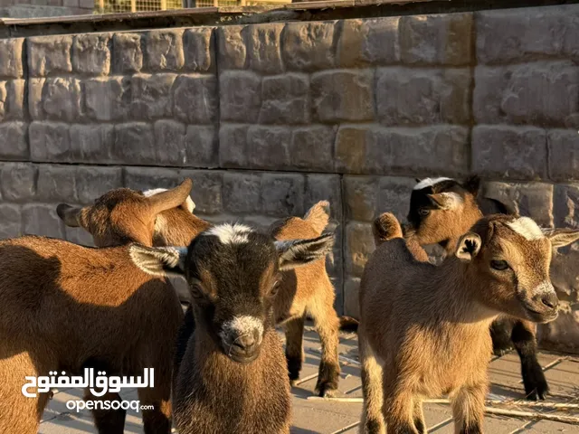 للبيع زوج الماعز القزم البلجيكي مستوى عالي