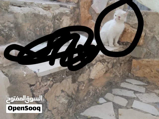 متوفر بسه شرازي للبيع انثا عمرها تقريبا سنه لا سنتين بيضاء ما بتعرف العض للبيع