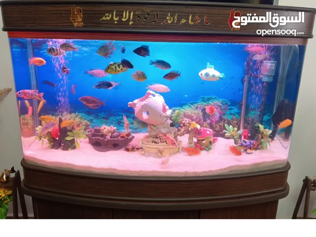 حوض أجنبي فارغ متر وربع وكالة