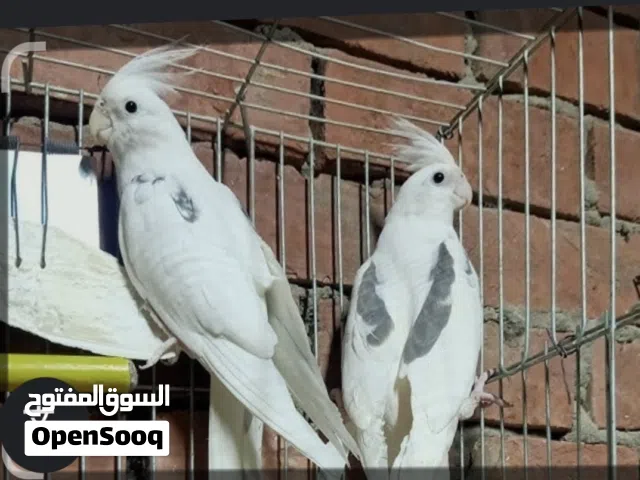 مخاليف كوكتيل +فراخين