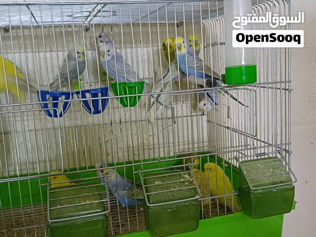 طيور حب للبيع