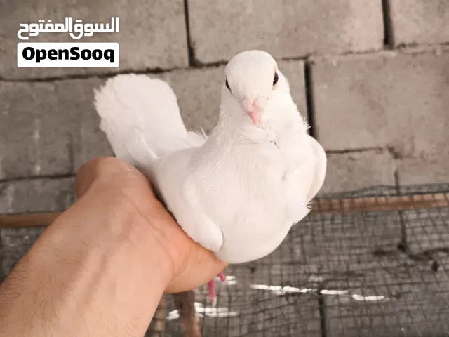 زوج ارافل اقرى الوصف