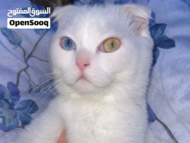 Scotch fold male very healthy