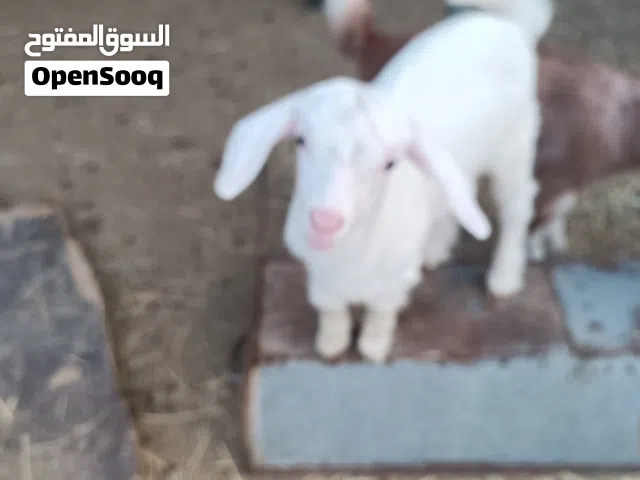 جديان اثنين يرضعن من امهاتهن ويكلن