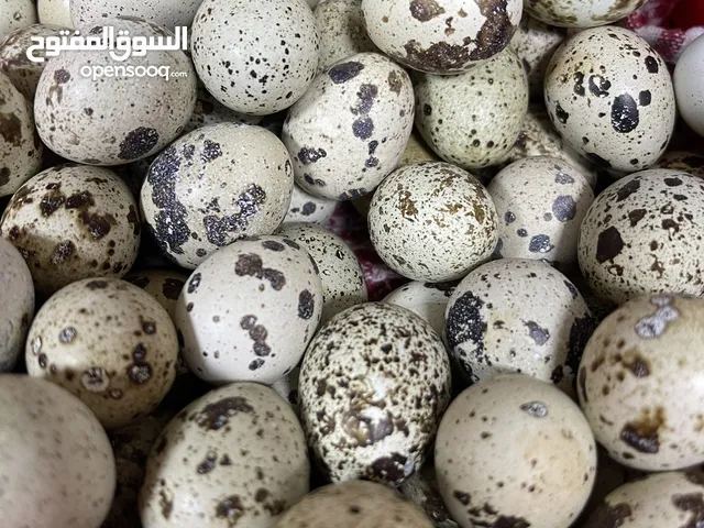 بيض فري الحبه بريال في الذيد