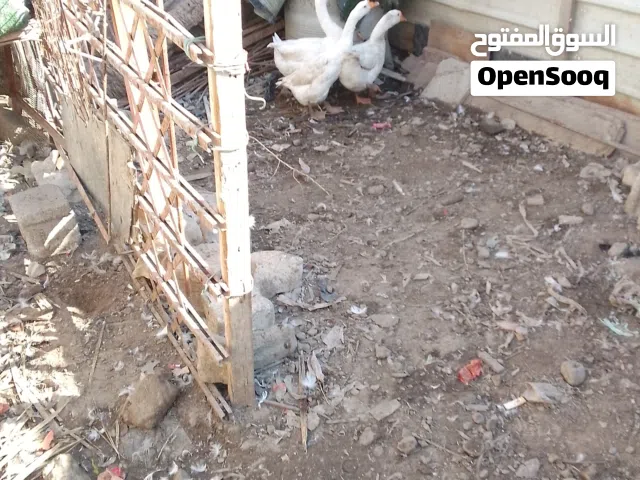 وز كوبره الزوج 50 الف