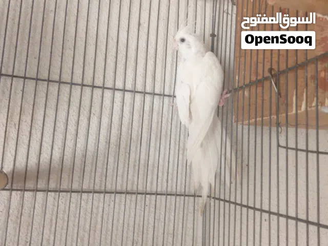 اللهم بارك كوبيه تبارك اسم الرحمان لون وا حجم وانضافه