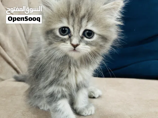 Scottish Persian kittens 2 months for sale