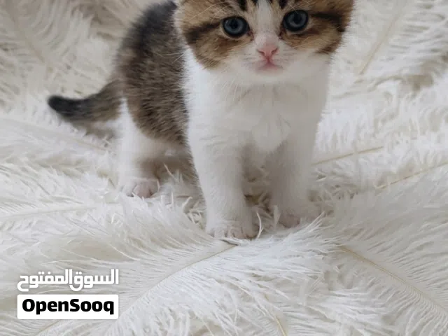 قطة سكوتش فولد مميزة للبيع في بورصة
