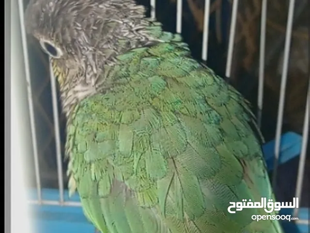 بغبغاء الكونيور للبيع في إمارة رأس الخيمة