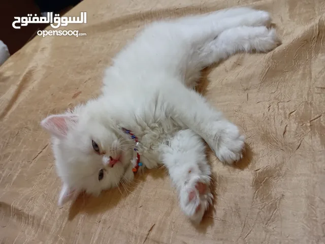 بسه شيرازيه للبيع عمرها تقريبا شهر