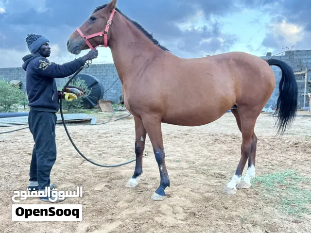 فرس للبيع حارز ع ميلاد بسم الله ماشاء الله