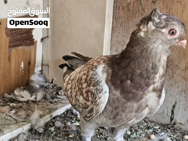 اريد بيض مال حمام زينه كون بيض من امهات زينه