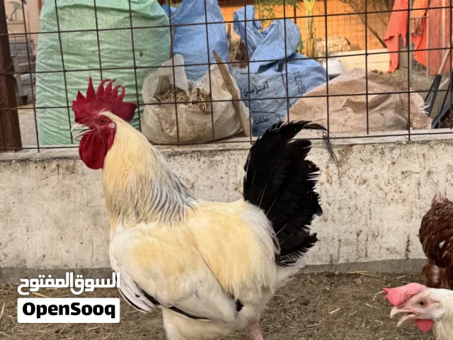 ديك فرنسي ( كولمبي )