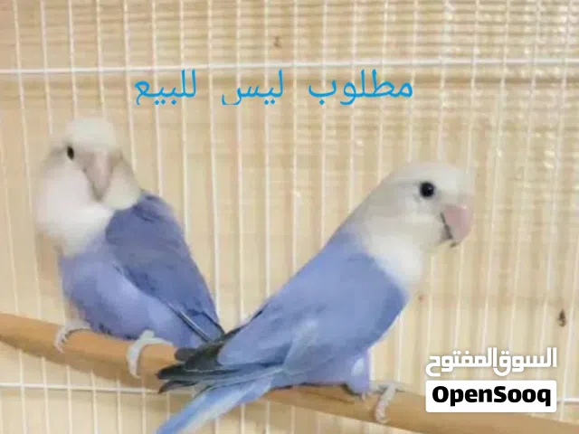 الوصف مهم طيور مطلوبه