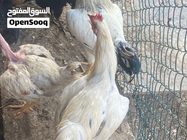 ديكة للبيع
